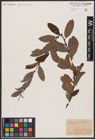 Foto von Salix aurita L.